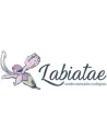 Labiatae